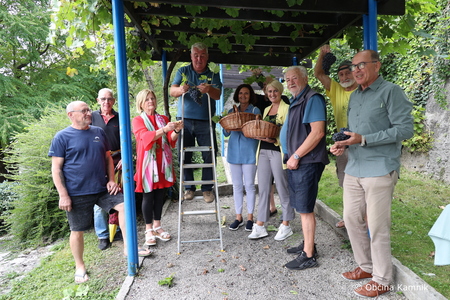 Sladki grozdi v kamniškem Parku Evropa (4)